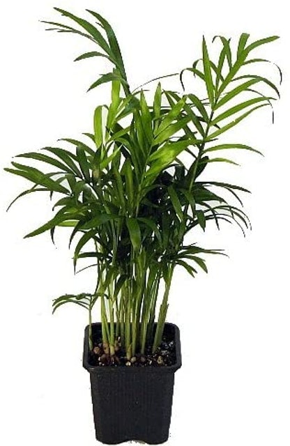 Victorian Parlor Palm (Chamaedorea elegans) 1