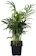 Hirt's Gardens Victorian Parlor Palm (Chamaedorea elegans) 1