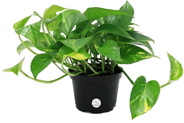 10 Best Indoor Plants for Air Quality in 2022 (Master Gardener-Reviewed) 3