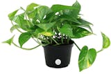 10 Best Indoor Plants for Air Quality in 2022 (Master Gardener-Reviewed) 3