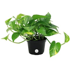 Golden Pothos (Epipremnum aureum)