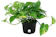 Costa Farms Golden Pothos (Epipremnum aureum) 1