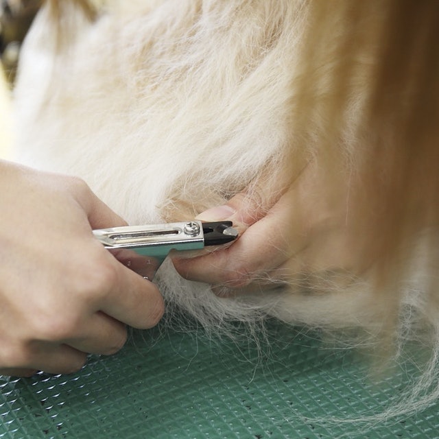 ZAN Guillotine Clipper (Small) 9