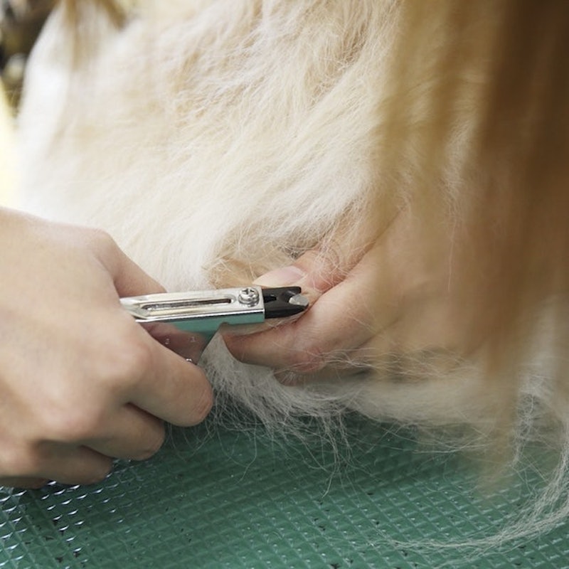 ZAN Guillotine Clipper (Small) 9
