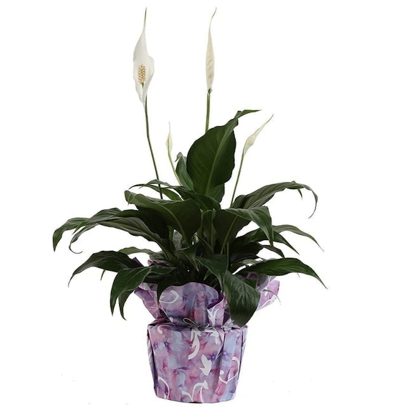 Peace Lily (Spathiphyllum) 1