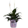 Costa Farms Peace Lily (Spathiphyllum) 1