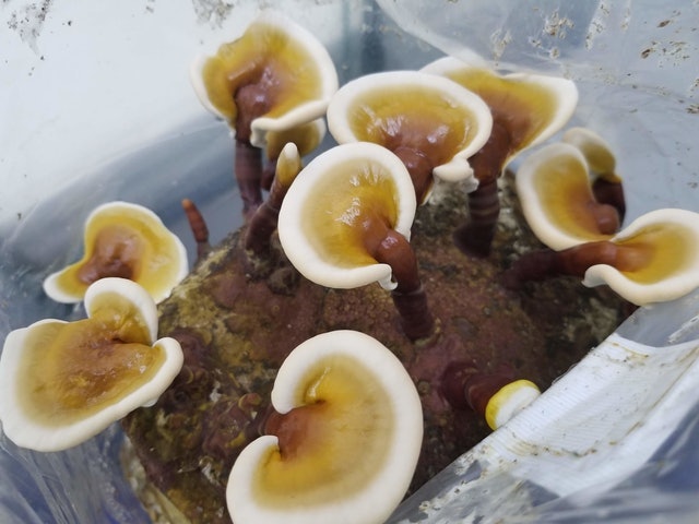Organic Red Reishi Mushroom Growing Kit 1