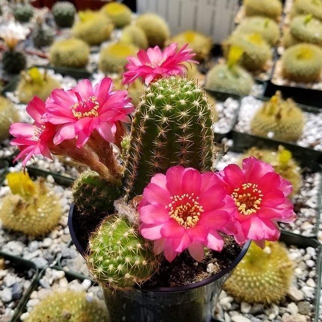 Chamelobibia Rose Quartz Cactus (Echinopsis Chamaecereus) 1