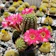 Cherry’s Plant Chamelobibia Rose Quartz Cactus (Echinopsis Chamaecereus) 1