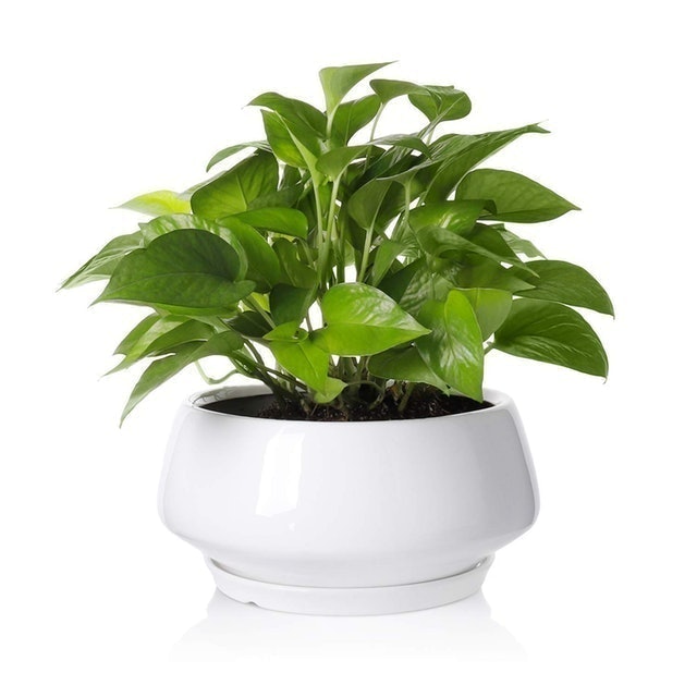 10 Best Pots for Indoor Plants in 2022 (La Jolie Muse, Southern Patio, and More) 2