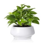 10 Best Pots for Indoor Plants in 2022 (La Jolie Muse, Southern Patio, and More) 2