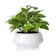 Greenaholics Round Ceramic Planter with Saucer 1