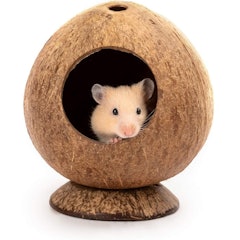 Coconut Hut