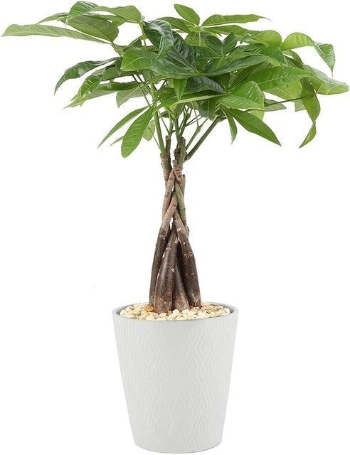 Money Tree 1