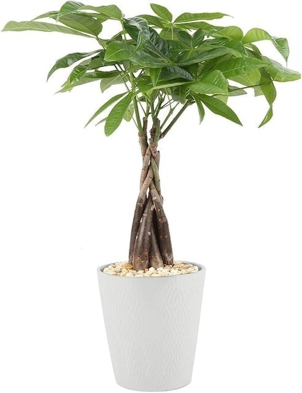 Money Tree 1