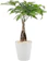 Costa Farms Money Tree 1