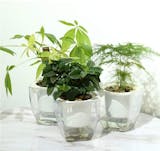 10 Best Self-Watering Planters in 2022 (Master Gardener-Reviewed) 5