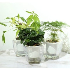 Clear Self-Watering Planters