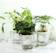 Fengzhitao Clear Self-Watering Planters 1