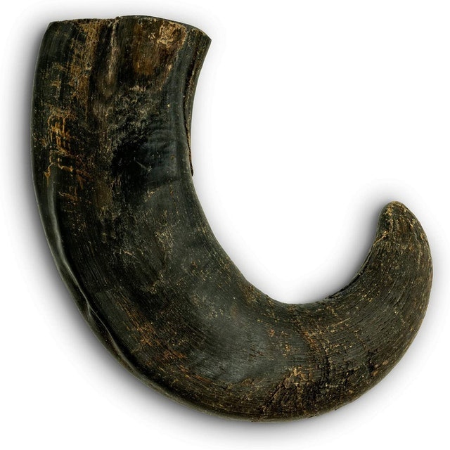 Water Buffalo Horn 1