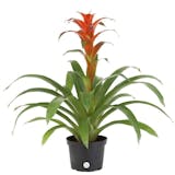 10 Best Indoor Flowers for Beginners in 2022 (Master Gardener-Reviewed) 5