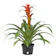 Costa Farms Bromeliad (Bromeliaceae Guzmania) 1