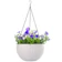 Chinashow Growers Hanging Basket 1