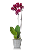 10 Best Cat-Safe Indoor Plants in 2022 (Veterinary Technician-Reviewed) 5