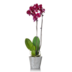 Moon Orchid