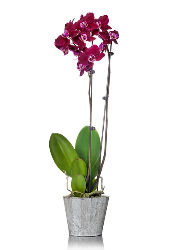 Moon Orchid 1