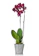 Just Add Ice Moon Orchid 1