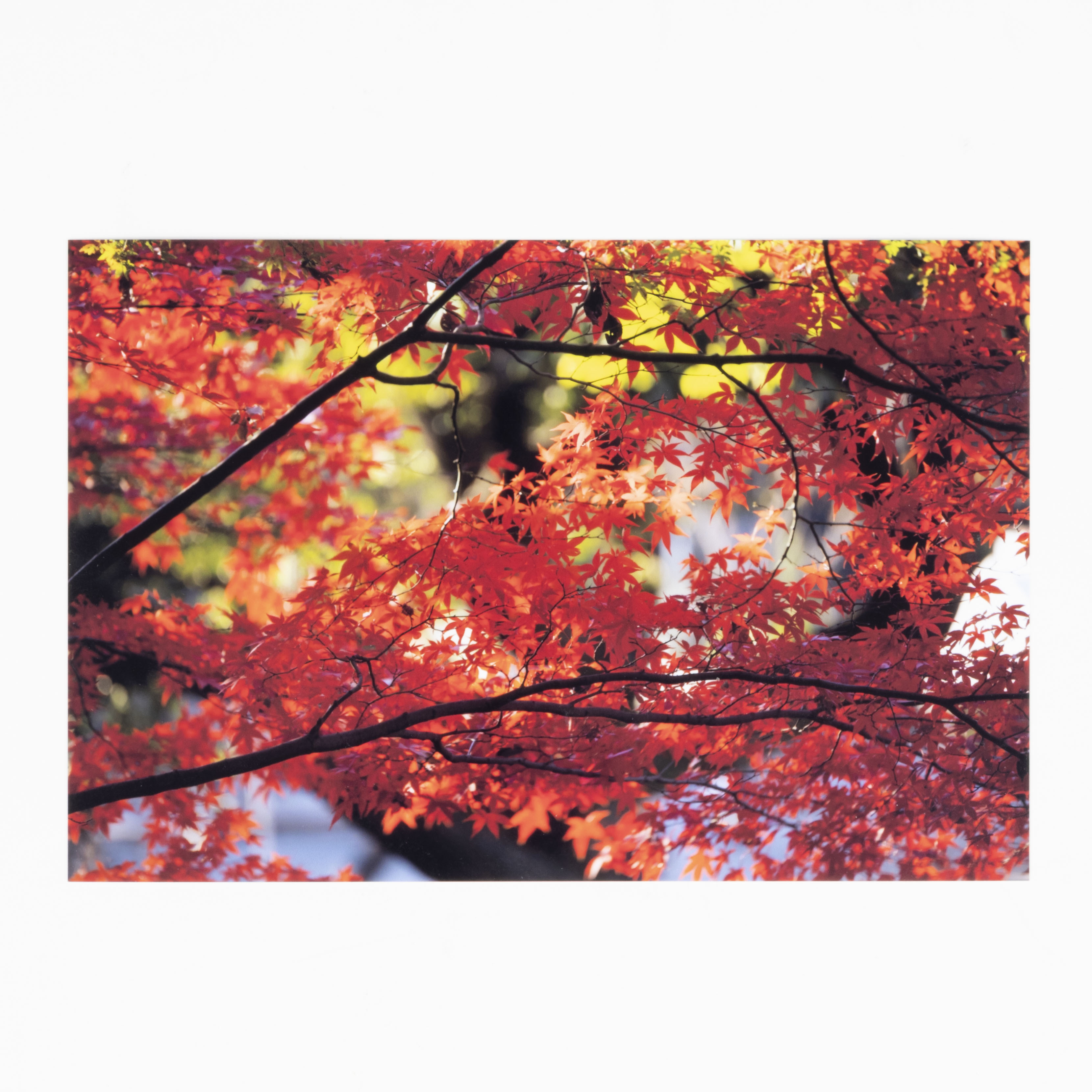 Expression Photo Wireless All-in-One Printer 7