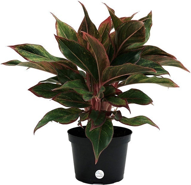 Red Chinese Evergreen (Aglaonema commutatum) 1