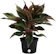 Costa Farms Red Chinese Evergreen (Aglaonema commutatum) 1