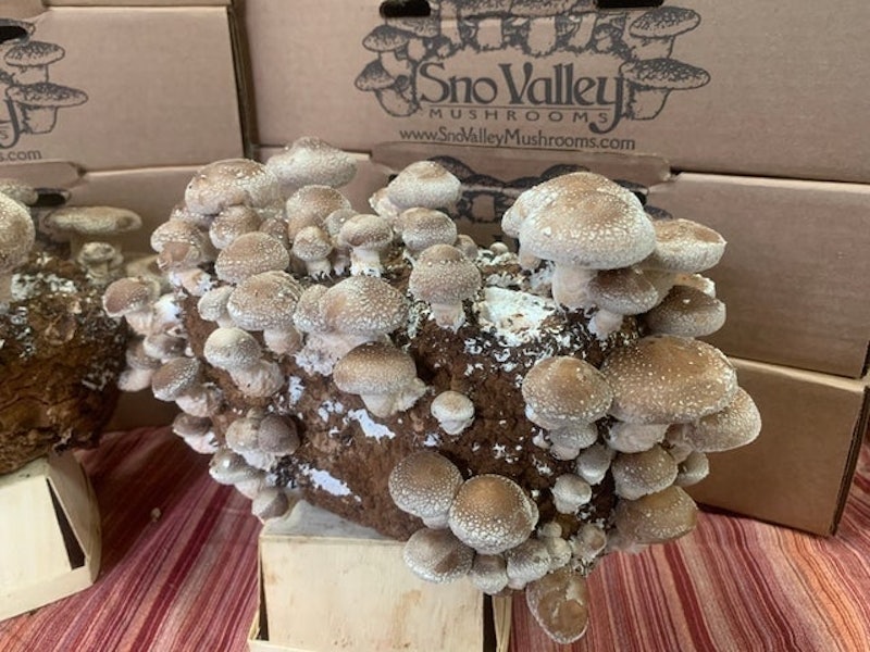 Shiitake Mushroom Growing Kit 1