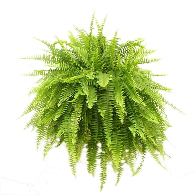 Boston Fern (Nephrolepis exaltata) 1