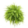 Costa Farms Boston Fern (Nephrolepis exaltata) 1