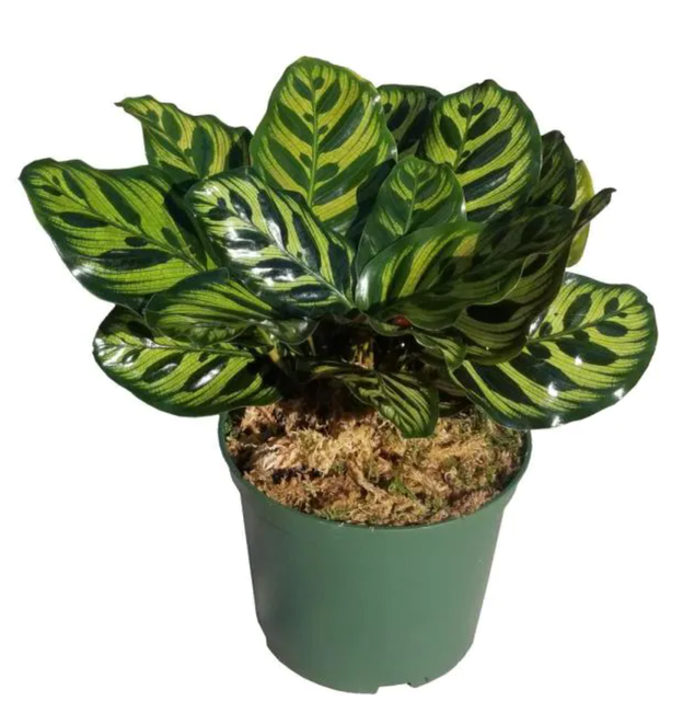 Peacock Plant 1