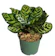 Home Depot Peacock Plant 1