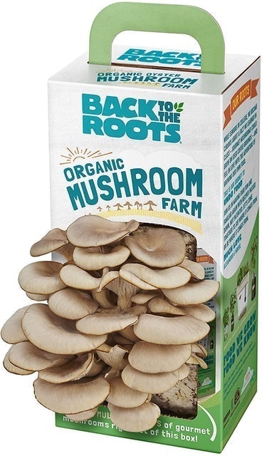 10 Best Indoor Garden Kits in 2022 (Master Gardener-Reviewed) 3