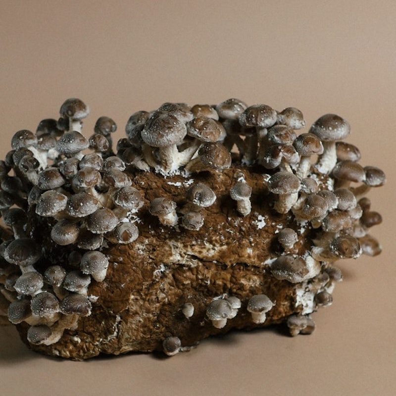 Shiitake Mushroom Grow Kit 2