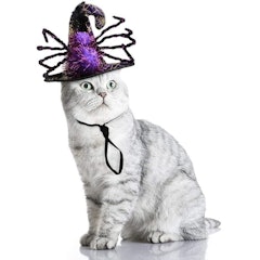 Spider Pet Hat