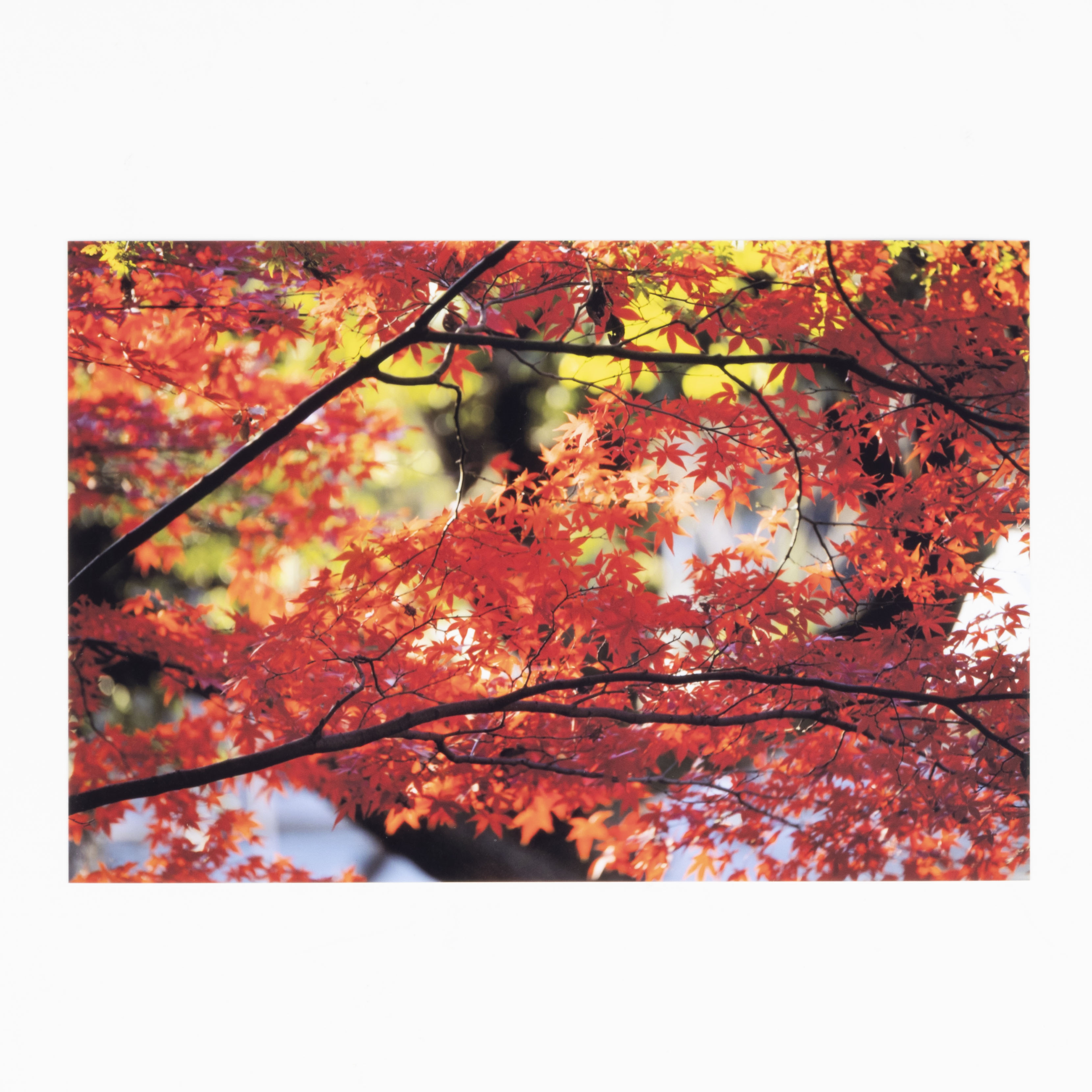 Expression Photo Small-in-One Printer 6