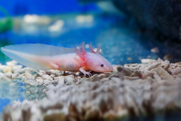 Consider Your Axolotl’s Age