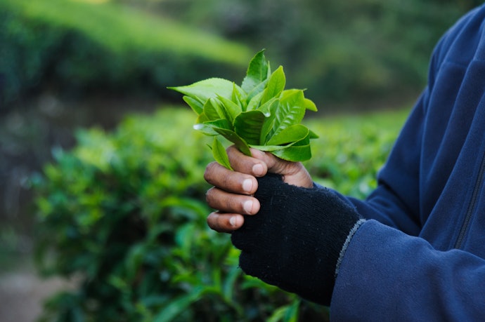 Opt for an Organic Product to Ensure the Quality