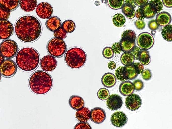 For the Most Natural Astaxanthin, Choose Supplements Sourced From Haematococcus Pluvialis Microalgae