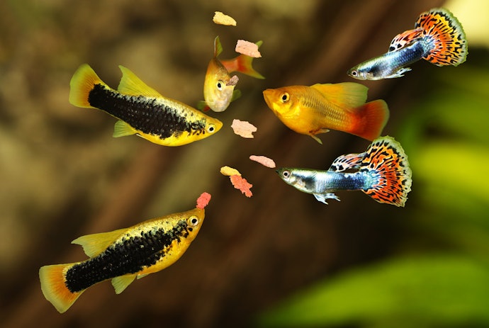 Avoid Freeze-Dried Food, Fish Flakes, and Creatures With Hard Exoskeletons