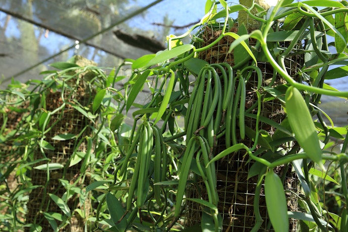 Consider the Origin of the Vanilla Beans