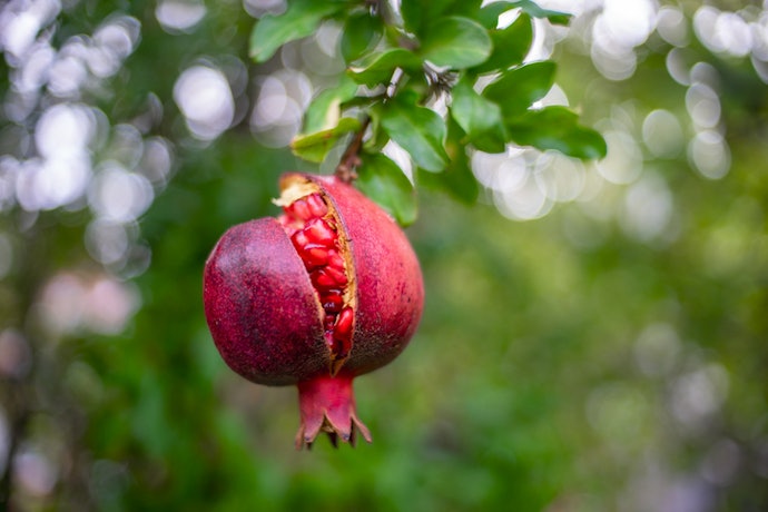Opt for Organic or Non-GMO Certified Products to Ensure Ethical and Sustainable Practices