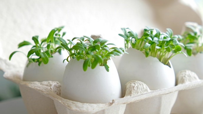 For Clean Ingredients and Sustainability, Choose Non-GMO Products